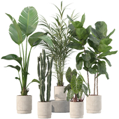 Plants collection 201 - strelitzia, cactus, palm, ficus, alocasia (Vray)