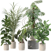 Plants collection 202 - ficus, palm, alocasia, monstera, lyrata