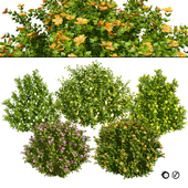 Potentilla Fruticosa Blossoms