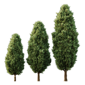 Italian Cypress Tree08