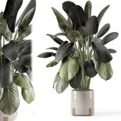 Indoor Plants in Ferm Living Bau Pot Large - Set 2112