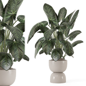 Indoor Plants in Ferm Living Bau Pot Large - Set 2113