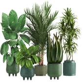 indoor plant set045