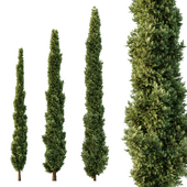 Italian Cypress Tree03