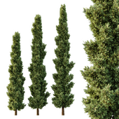 Italian Cypress Tree05