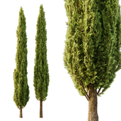 Italian Cypress Tree06