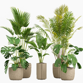 indoor plants set 046