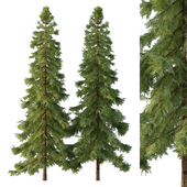 Alaska cedar Tree03
