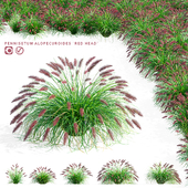 Pennisetum foxtail ornamental grasses | Pennisetum alopecuroides Red Head
