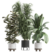 indoor plant 036