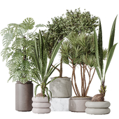 Indoor plant set 50