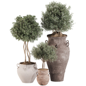 Outdoor Tree Collection in Pot 02