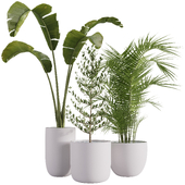 Indoor plants set