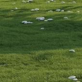 grass20 with mushroom