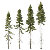Spruce Tree01