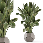 Indoor Plants  in Handmade Stone Pot - Set 2165