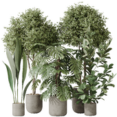 Indoor plants set 59