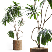 Indoor Plant in Wooden Pot