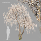 Weeping cherry 02