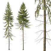 Spruce Tree02