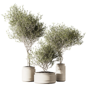 Set of indoor living plants in pots 21