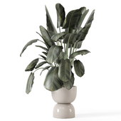 Indoor Plants  in Handmade Stone Pot - Set 2196