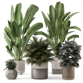 Indoor Plants  in Handmade Stone Pot - Set 2197