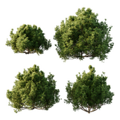 Pinus Mugo Bush01