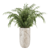 Indoor Cycas Revoluta plant