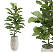 Ficus Lyrata Plant 02
