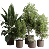 Outdoor plant set 200 - Trees ficus cactus in Pot wooden