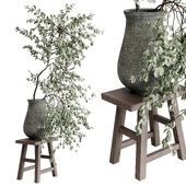 Indoor plant set 492 a vase old concrete on a stool