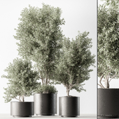 Indoor Plant 730 - Olive Tree