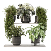 Indoor Plants in Concrete Pot on Shelf - Set 2207