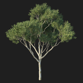Eucalyptus tree 04