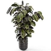 Indoor Plants Ficus in Dark pot - Set 2214