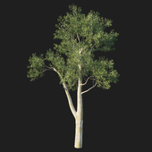 Eucalyptus tree 05