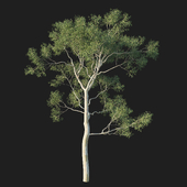 Eucalyptus tree 08