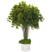 Decorative Indoor Plant and and Ivy Branches in Pot 02