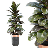 Indoor Plant - Ficus Elastica Black