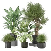 indoor Plants Collection - Set 1319