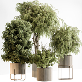 Indoor Plant 727 - Tree in Pot