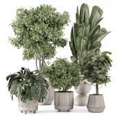 Indoor Plants in Concrete Pots - Set 2234
