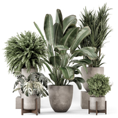 Indoor Plants in Handmade Stone Pots - Set 2236
