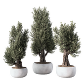 Olive Tree Outdoor Plant Set.77