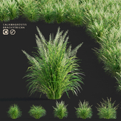 Reed Grass | Calamagrostis brachytricha