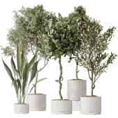 Indoor plants set 79 Wilsonii Chemlali Olive and Ficus Microcarpa and Mission Olive and Aspidistra Elatior