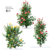 Rose bush 03