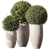 Outdoor Plants 623 - Topiary Ball
