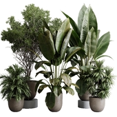 Ficus elastica - Ficus rubber palm tree - indoor plant set 502